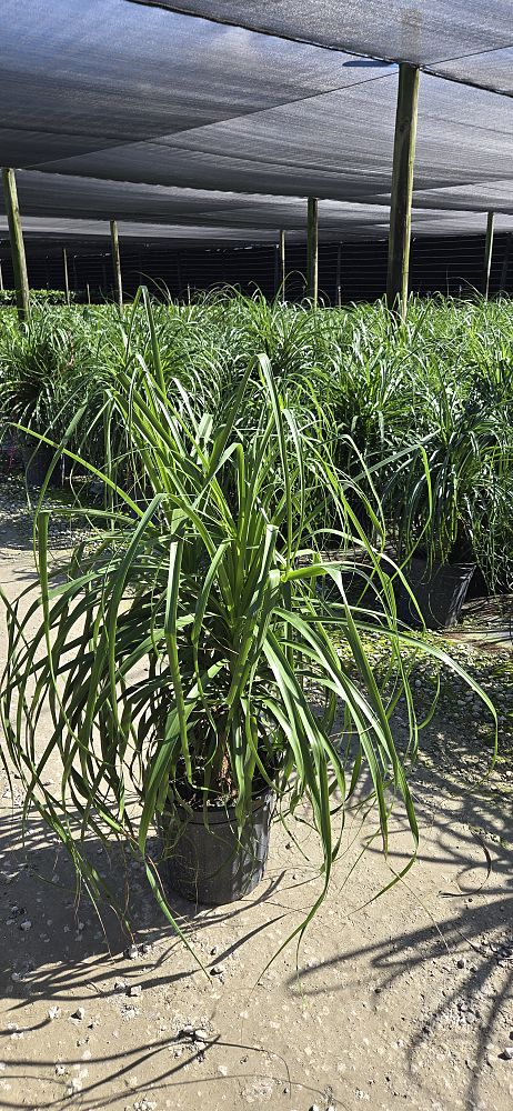 beaucarnea-guatemalensis-ponytail-palm-guatemala-pony-tail-red-ponytail-plant