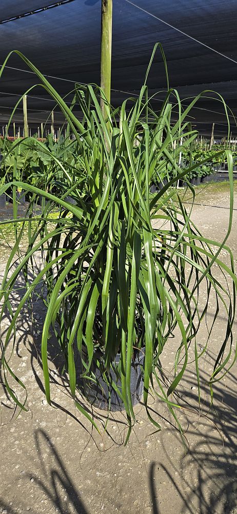 beaucarnea-guatemalensis-ponytail-palm-guatemala-pony-tail-red-ponytail-plant