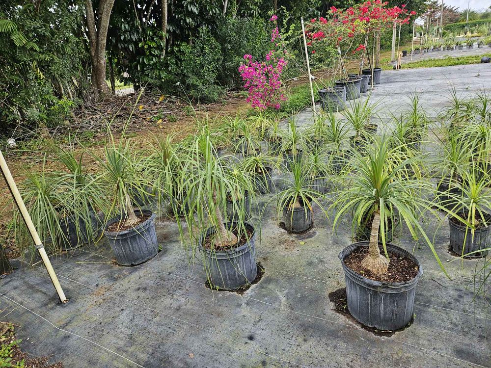 beaucarnea-guatemalensis-ponytail-palm-guatemala-pony-tail-red-ponytail-plant