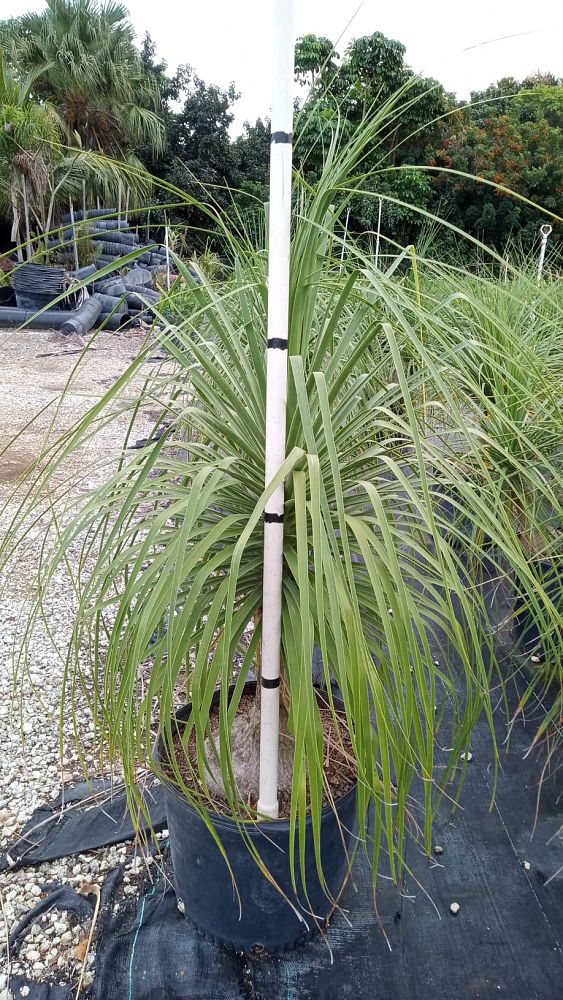 beaucarnea-guatemalensis-ponytail-palm-guatemala-pony-tail-red-ponytail-plant