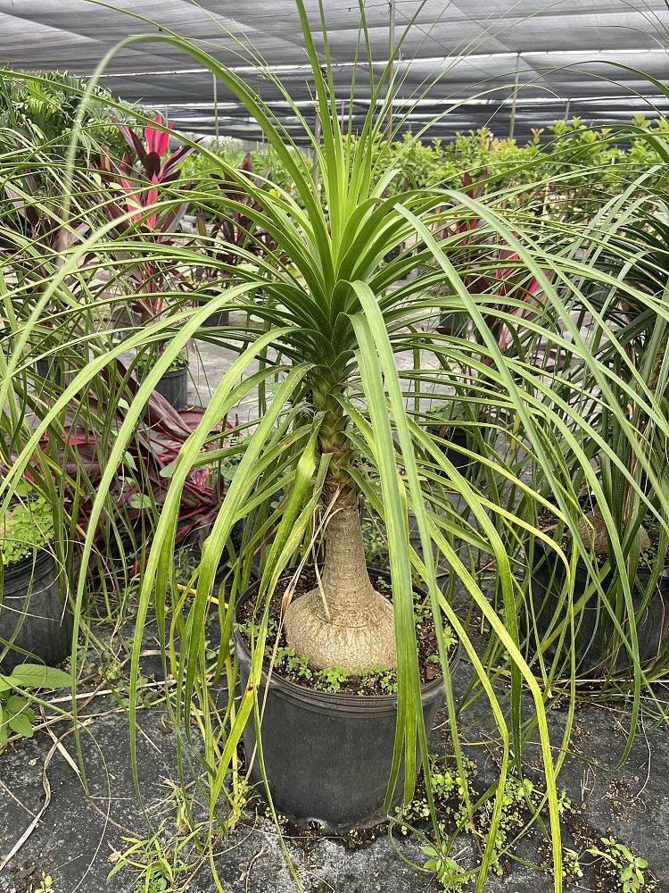 beaucarnea-guatemalensis-ponytail-palm-guatemala-pony-tail-red-ponytail-plant