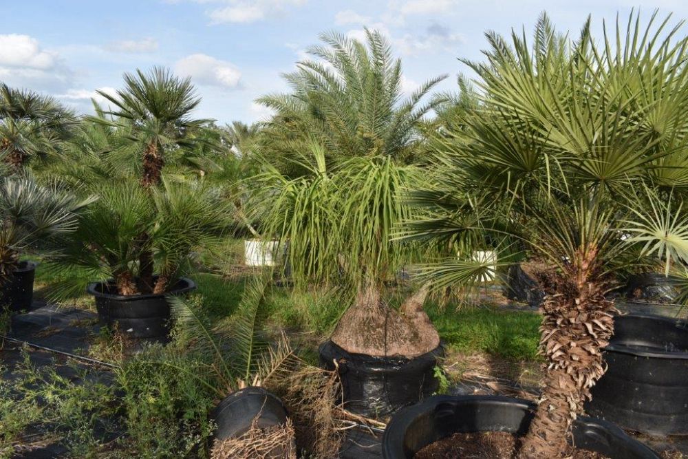 beaucarnea-recurvata-ponytail-palm-nolina-recurvata-elephant-s-foot-palm