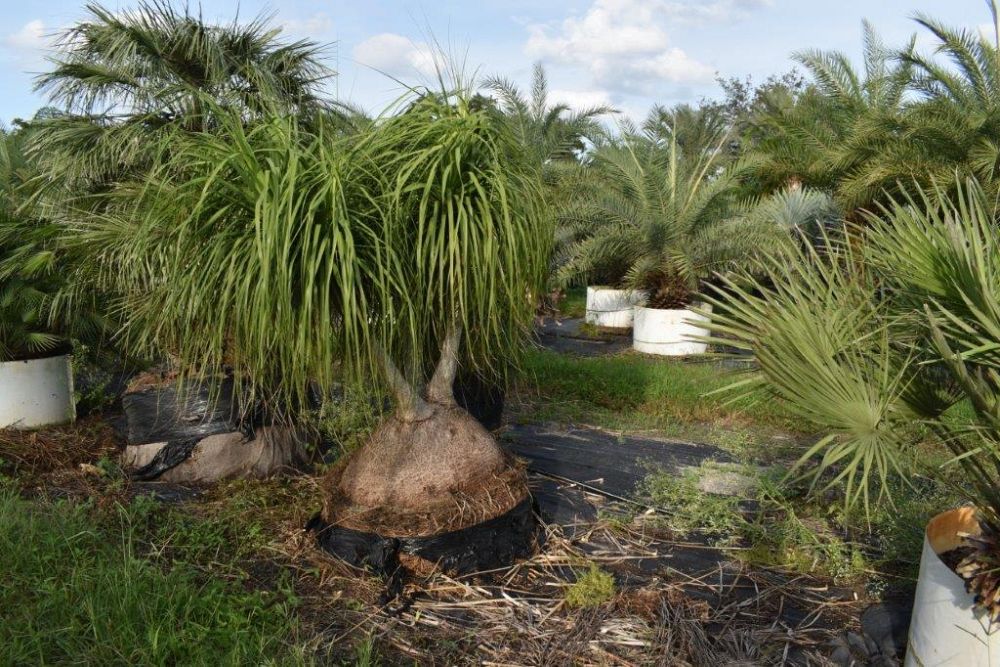 beaucarnea-recurvata-ponytail-palm-nolina-recurvata-elephant-s-foot-palm