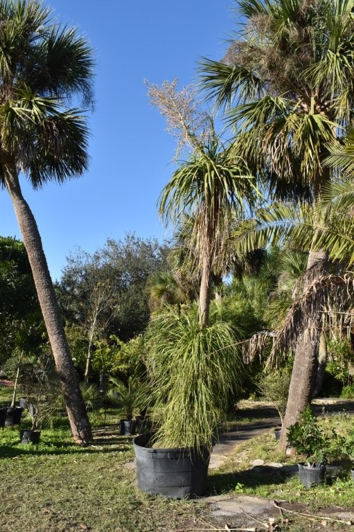 beaucarnea-recurvata-ponytail-palm-nolina-recurvata-elephant-s-foot-palm