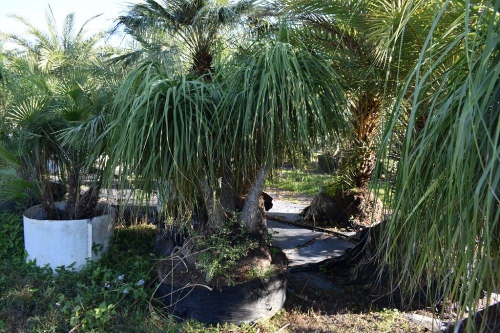 beaucarnea-recurvata-ponytail-palm-nolina-recurvata-elephant-s-foot-palm