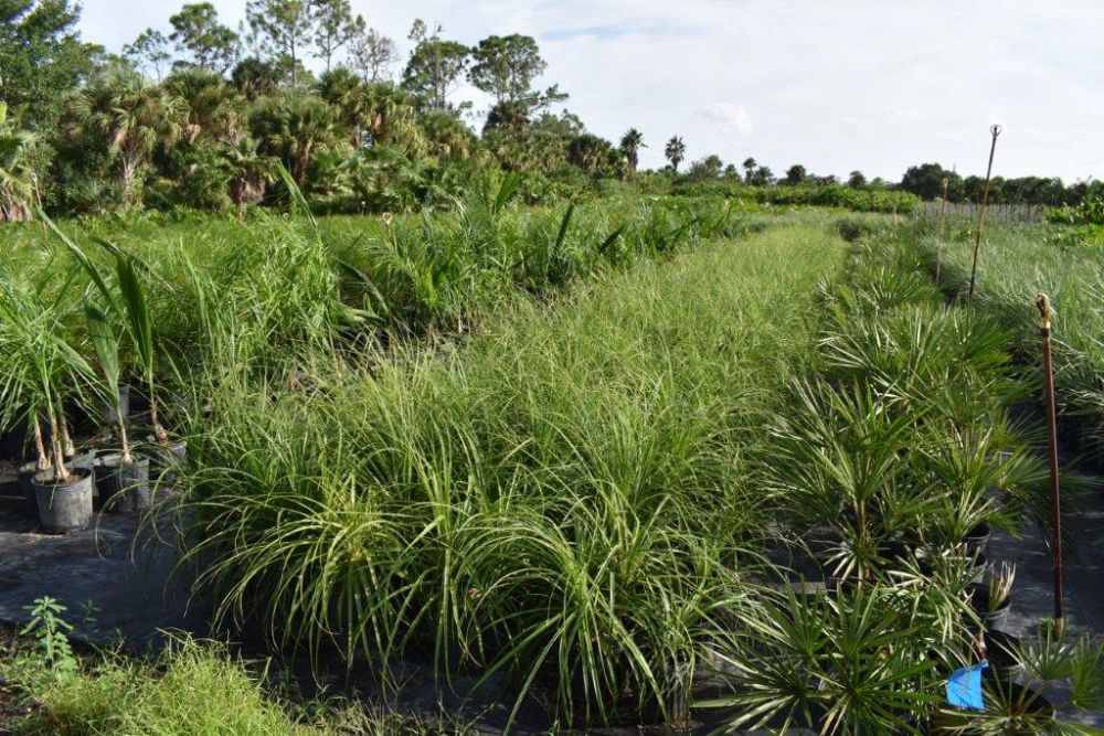 beaucarnea-recurvata-ponytail-palm-nolina-recurvata-elephant-s-foot-palm