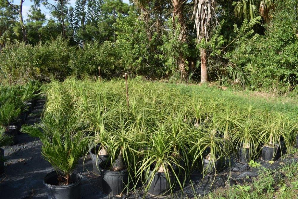 beaucarnea-recurvata-ponytail-palm-nolina-recurvata-elephant-s-foot-palm