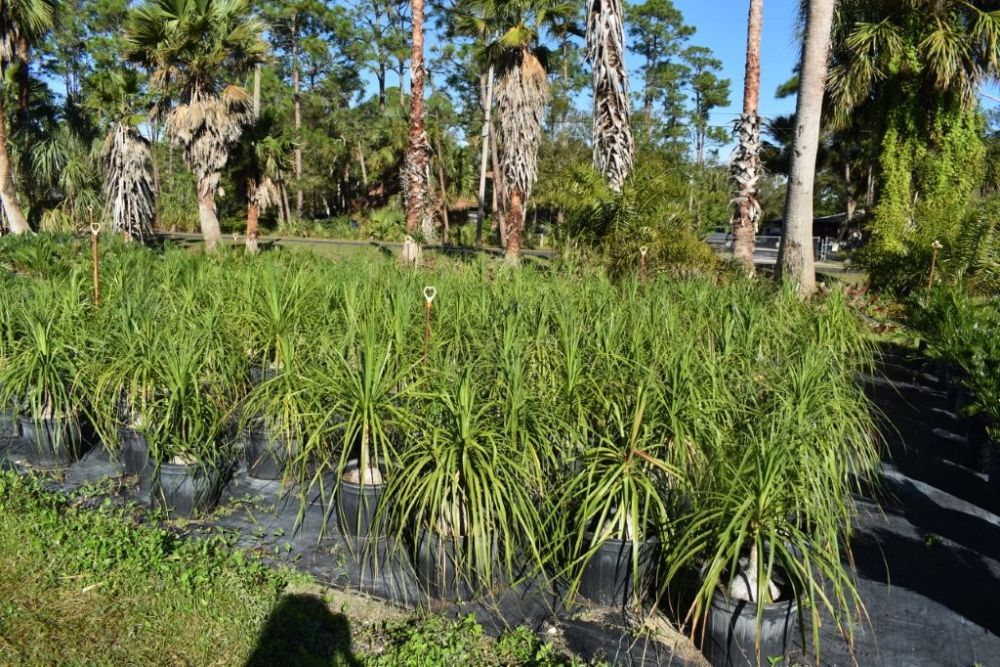 beaucarnea-recurvata-ponytail-palm-nolina-recurvata-elephant-s-foot-palm