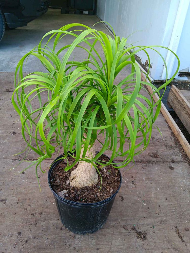 beaucarnea-recurvata-ponytail-palm-nolina-recurvata-elephant-s-foot-palm