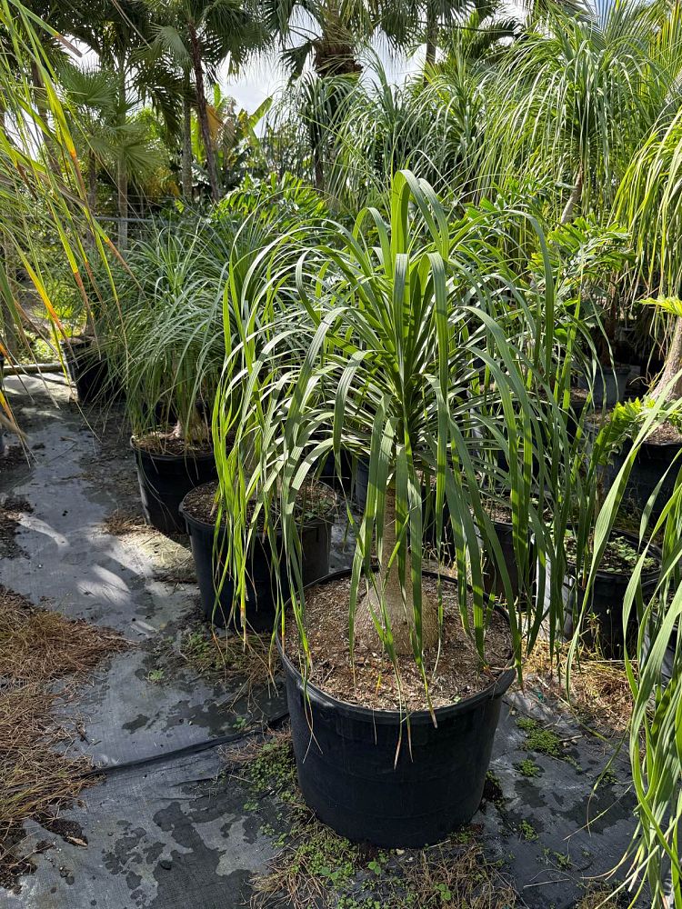 beaucarnea-recurvata-ponytail-palm-nolina-recurvata-elephant-s-foot-palm