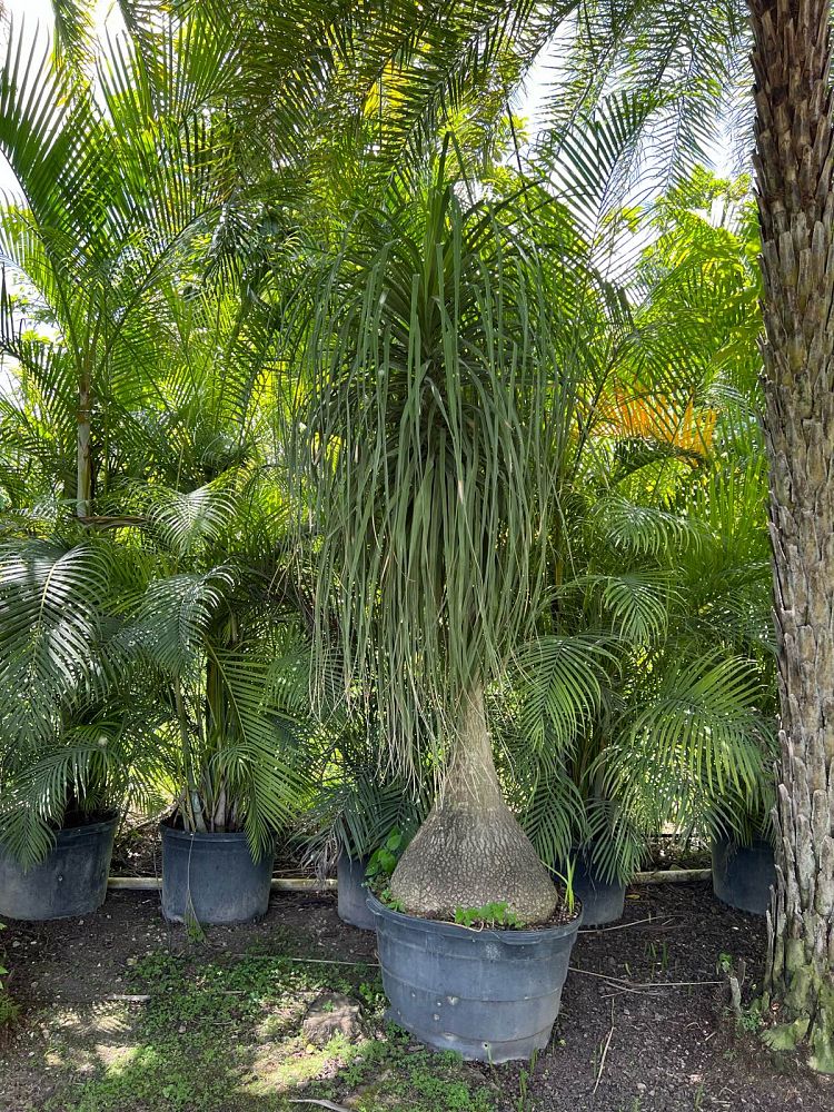 beaucarnea-recurvata-ponytail-palm-nolina-recurvata-elephant-s-foot-palm