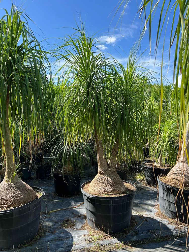 beaucarnea-recurvata-ponytail-palm-nolina-recurvata-elephant-s-foot-palm