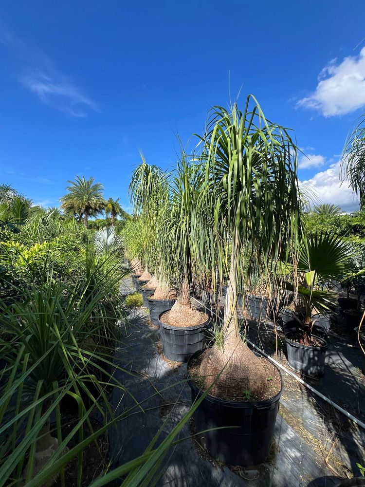 beaucarnea-recurvata-ponytail-palm-nolina-recurvata-elephant-s-foot-palm