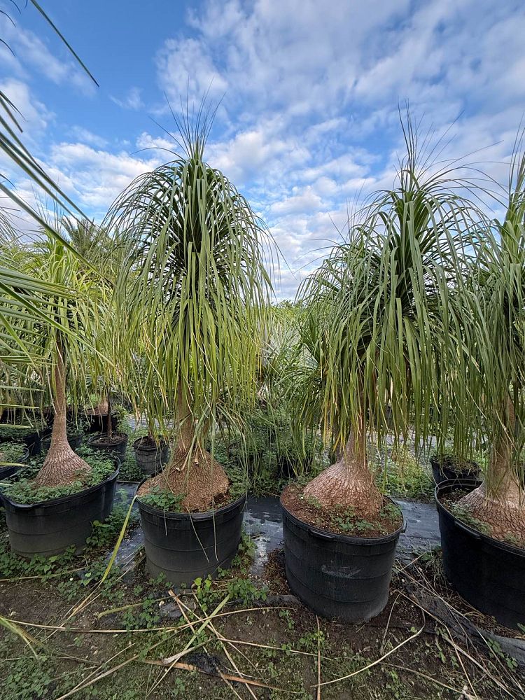 beaucarnea-recurvata-ponytail-palm-nolina-recurvata-elephant-s-foot-palm