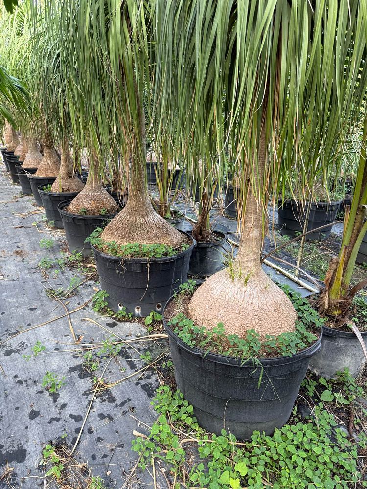 beaucarnea-recurvata-ponytail-palm-nolina-recurvata-elephant-s-foot-palm