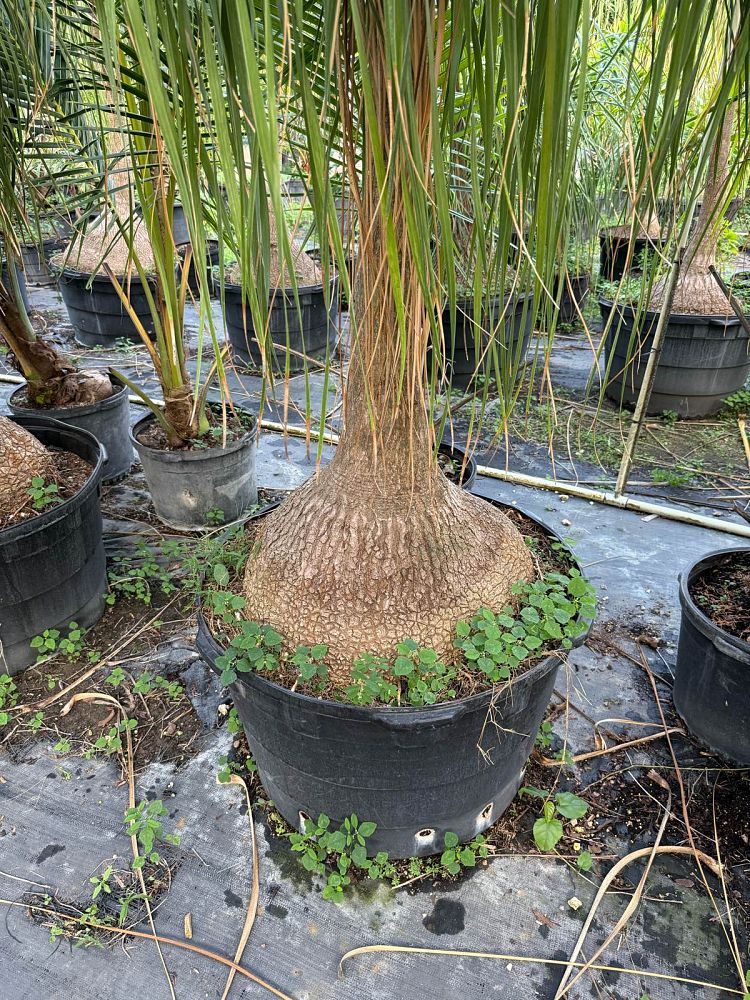 beaucarnea-recurvata-ponytail-palm-nolina-recurvata-elephant-s-foot-palm