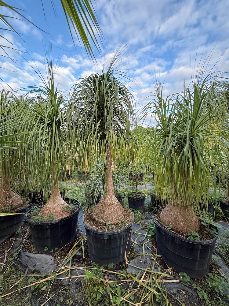 beaucarnea-recurvata-ponytail-palm-nolina-recurvata-elephant-s-foot-palm