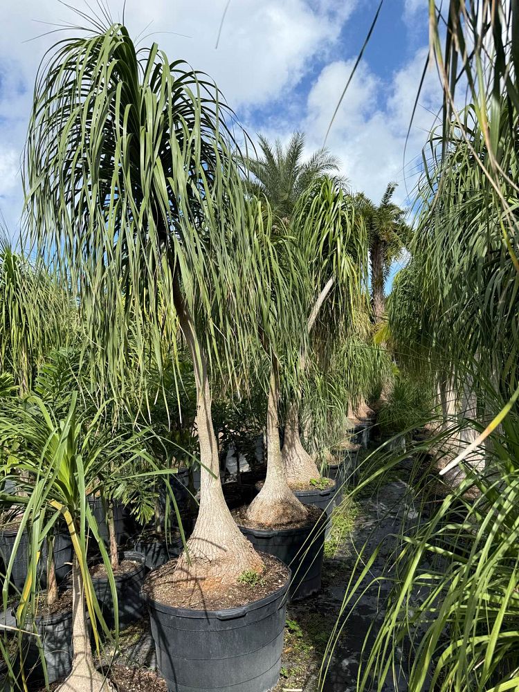 beaucarnea-recurvata-ponytail-palm-nolina-recurvata-elephant-s-foot-palm