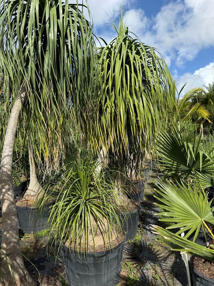 beaucarnea-recurvata-ponytail-palm-nolina-recurvata-elephant-s-foot-palm