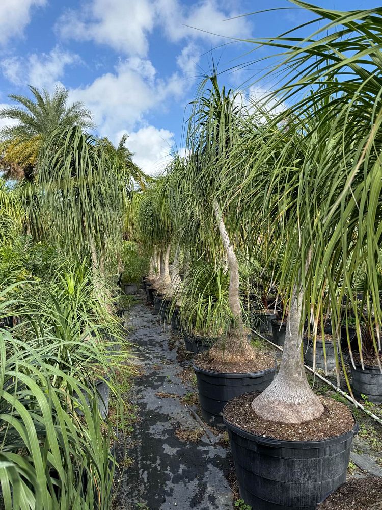 beaucarnea-recurvata-ponytail-palm-nolina-recurvata-elephant-s-foot-palm