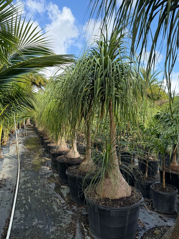 beaucarnea-recurvata-ponytail-palm-nolina-recurvata-elephant-s-foot-palm