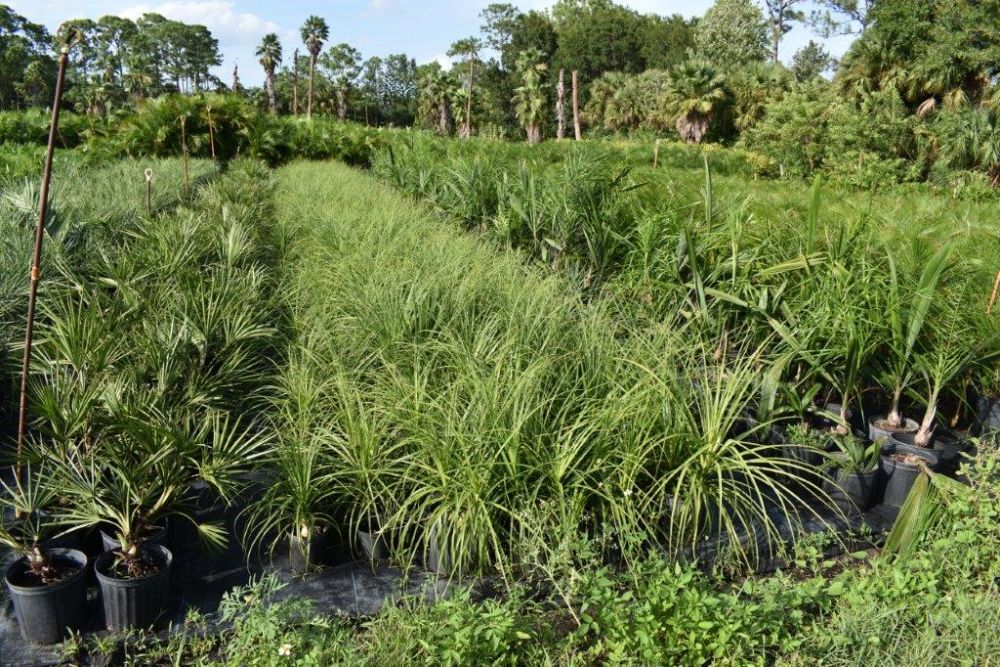 beaucarnea-recurvata-ponytail-palm-nolina-recurvata-elephant-s-foot-palm