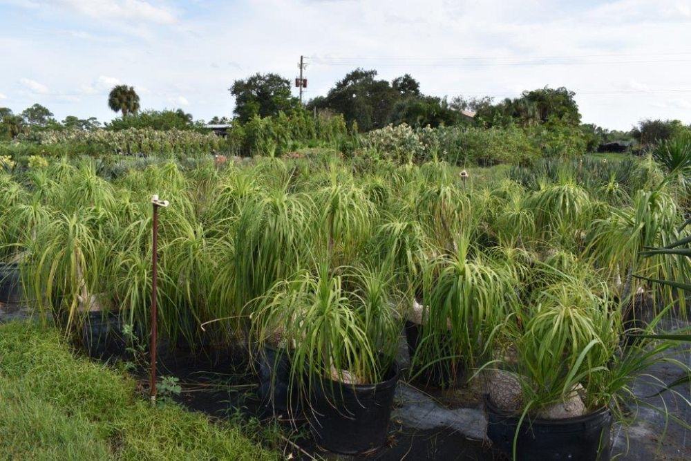 beaucarnea-recurvata-ponytail-palm-nolina-recurvata-elephant-s-foot-palm