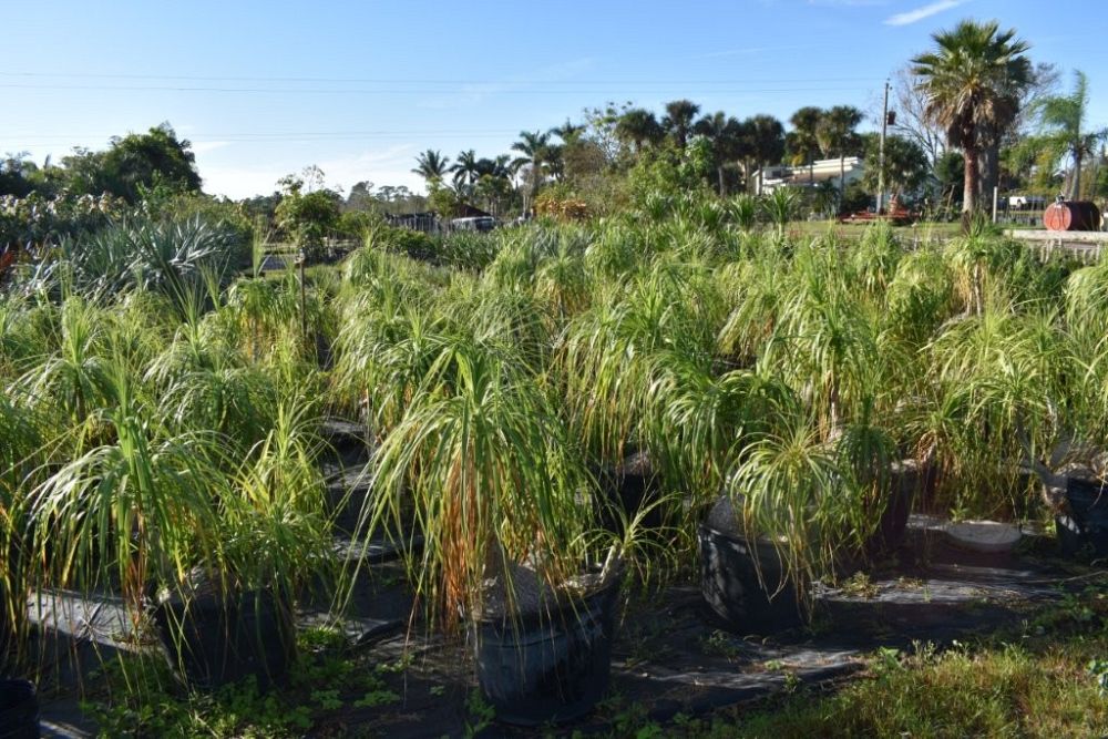 beaucarnea-recurvata-ponytail-palm-nolina-recurvata-elephant-s-foot-palm