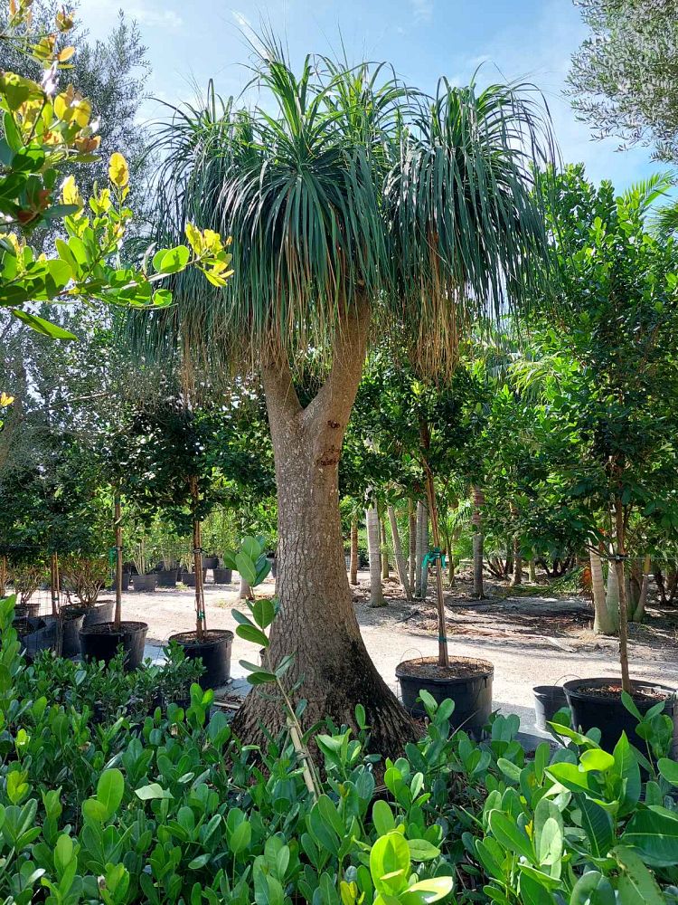 beaucarnea-recurvata-ponytail-palm-nolina-recurvata-elephant-s-foot-palm