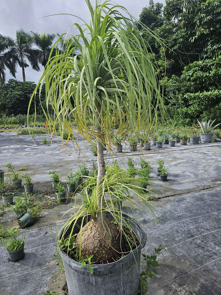 beaucarnea-recurvata-ponytail-palm-nolina-recurvata-elephant-s-foot-palm