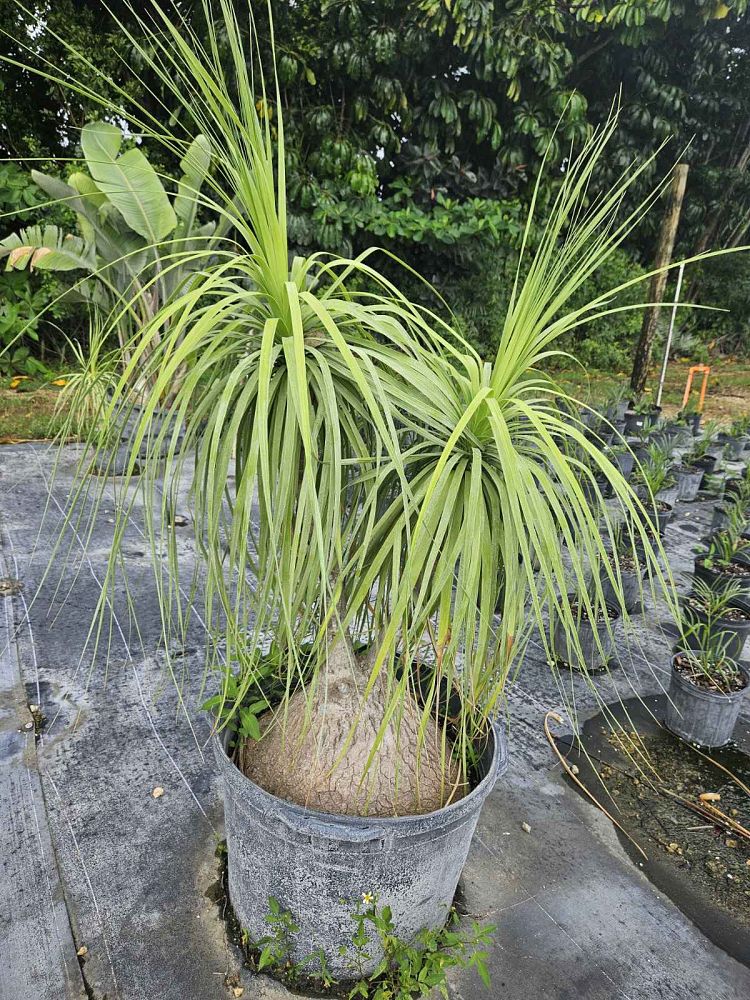 beaucarnea-recurvata-ponytail-palm-nolina-recurvata-elephant-s-foot-palm