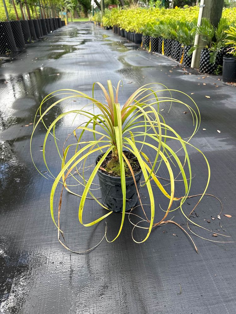 beaucarnea-recurvata-ponytail-palm-nolina-recurvata-elephant-s-foot-palm