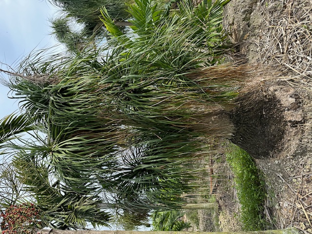 beaucarnea-recurvata-ponytail-palm-nolina-recurvata-elephant-s-foot-palm