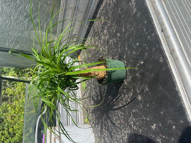 beaucarnea-recurvata-ponytail-palm-nolina-recurvata-elephant-s-foot-palm