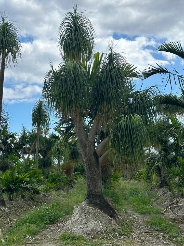 beaucarnea-recurvata-ponytail-palm-nolina-recurvata-elephant-s-foot-palm