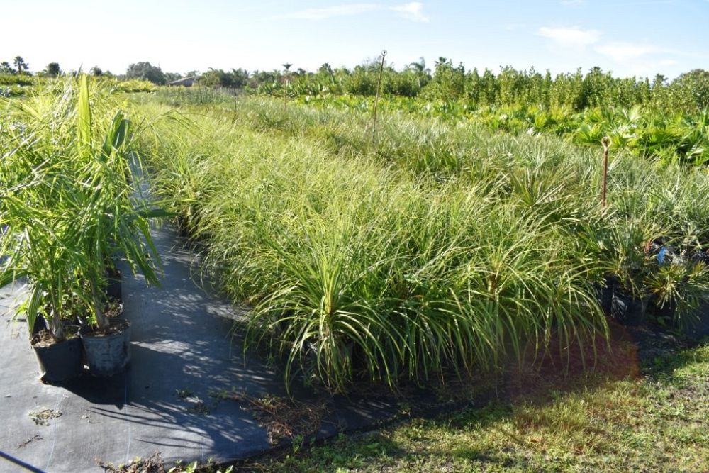 beaucarnea-recurvata-ponytail-palm-nolina-recurvata-elephant-s-foot-palm