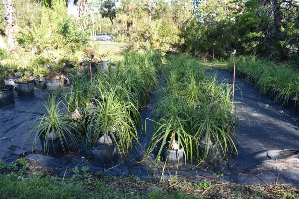 beaucarnea-recurvata-ponytail-palm-nolina-recurvata-elephant-s-foot-palm