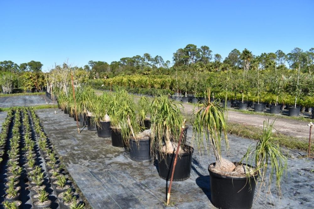 beaucarnea-recurvata-ponytail-palm-nolina-recurvata-elephant-s-foot-palm