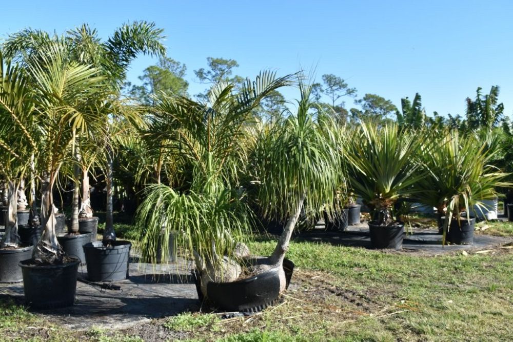 beaucarnea-recurvata-ponytail-palm-nolina-recurvata-elephant-s-foot-palm