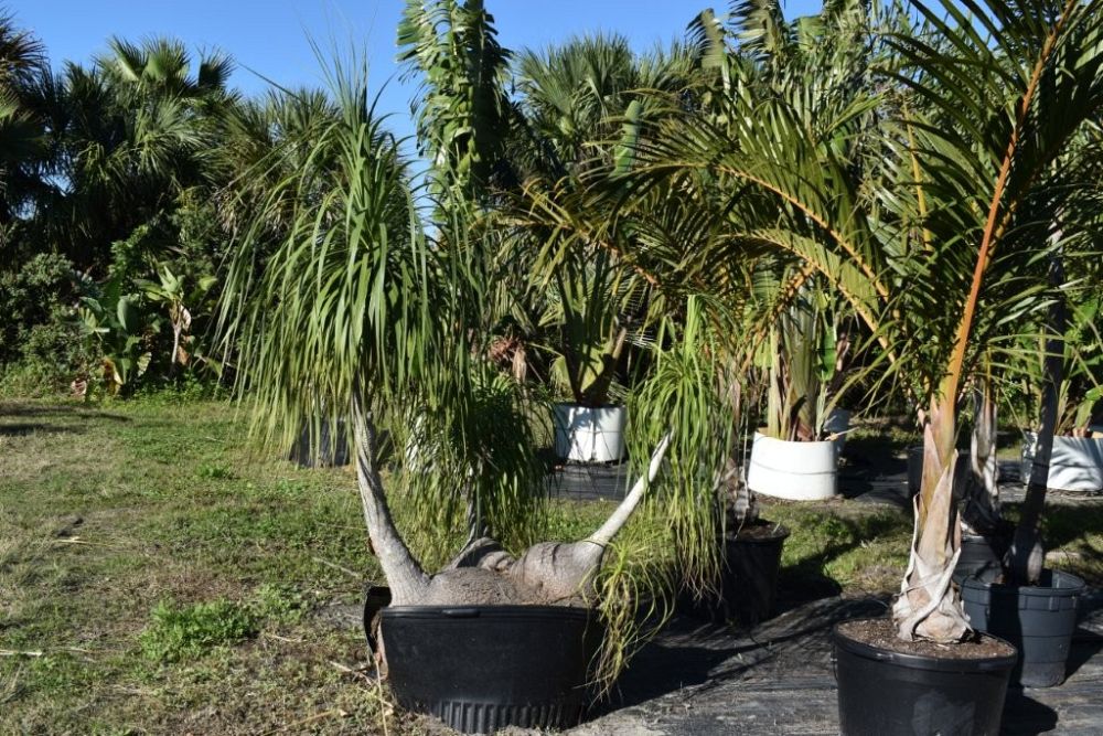 beaucarnea-recurvata-ponytail-palm-nolina-recurvata-elephant-s-foot-palm