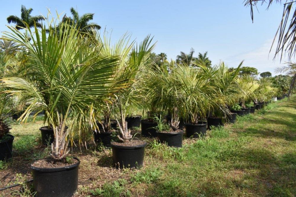 beccariophoenix-alfredii-high-plateau-coconut-palm-hardy-coconut-palm