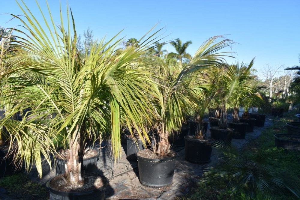 beccariophoenix-alfredii-high-plateau-coconut-palm-hardy-coconut-palm