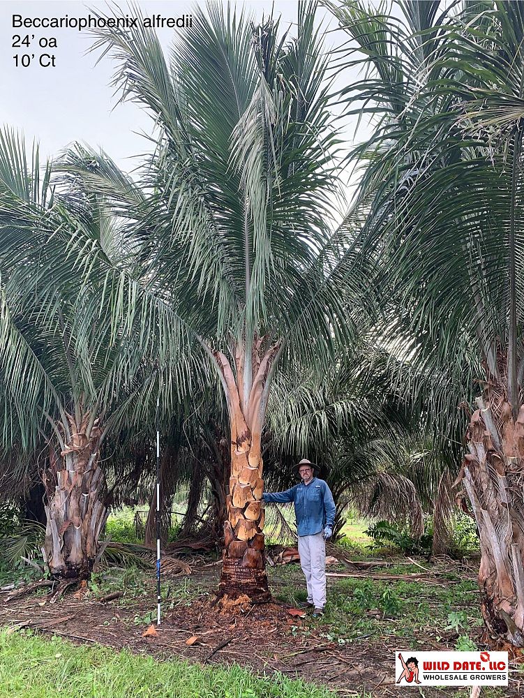 beccariophoenix-alfredii-high-plateau-coconut-palm-hardy-coconut-palm