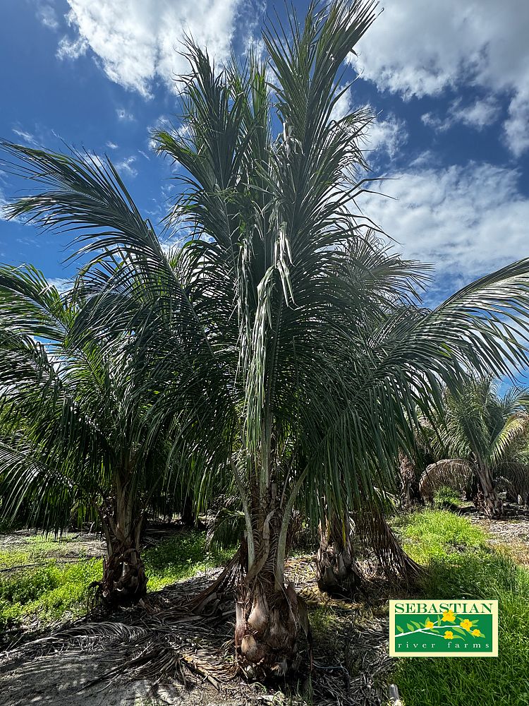 beccariophoenix-alfredii-high-plateau-coconut-palm-hardy-coconut-palm