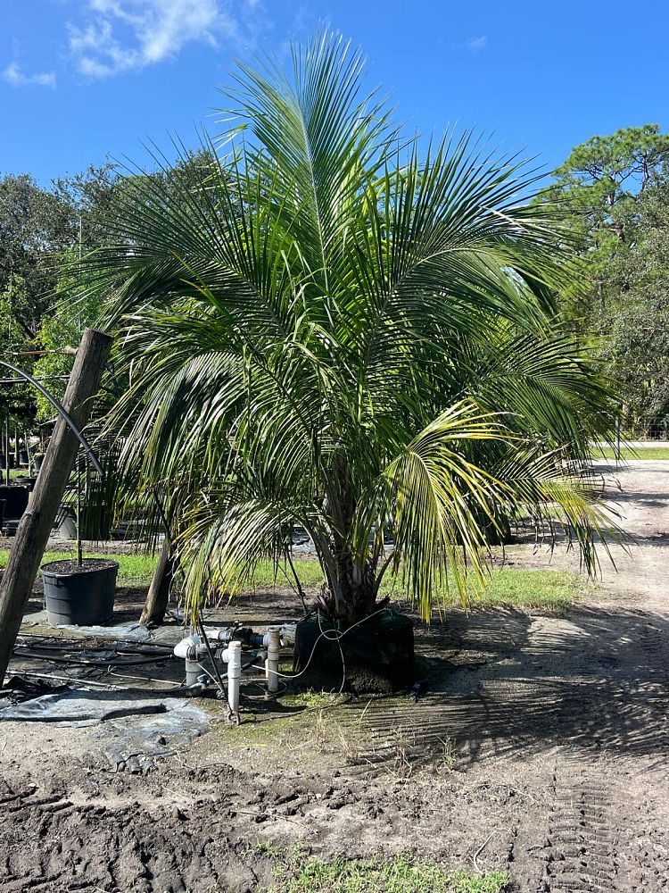 beccariophoenix-alfredii-high-plateau-coconut-palm-hardy-coconut-palm