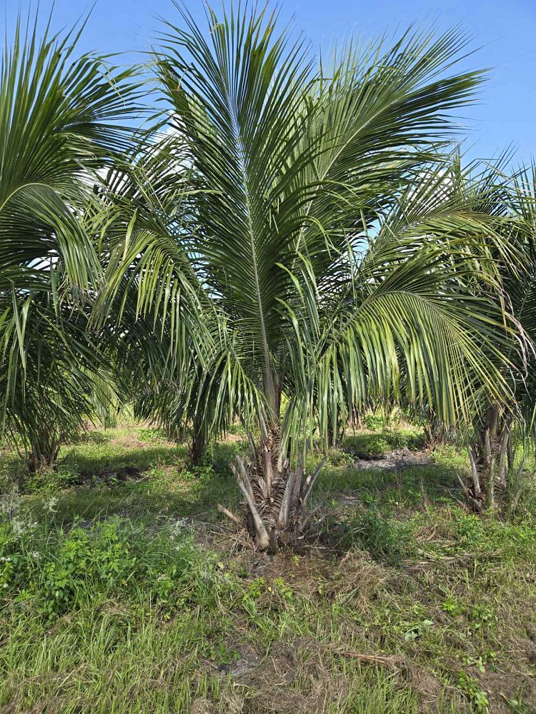 beccariophoenix-alfredii-high-plateau-coconut-palm-hardy-coconut-palm