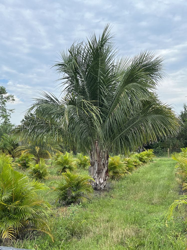 beccariophoenix-alfredii-high-plateau-coconut-palm-hardy-coconut-palm