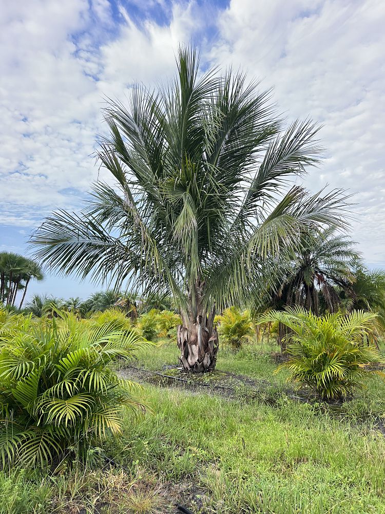 beccariophoenix-alfredii-high-plateau-coconut-palm-hardy-coconut-palm