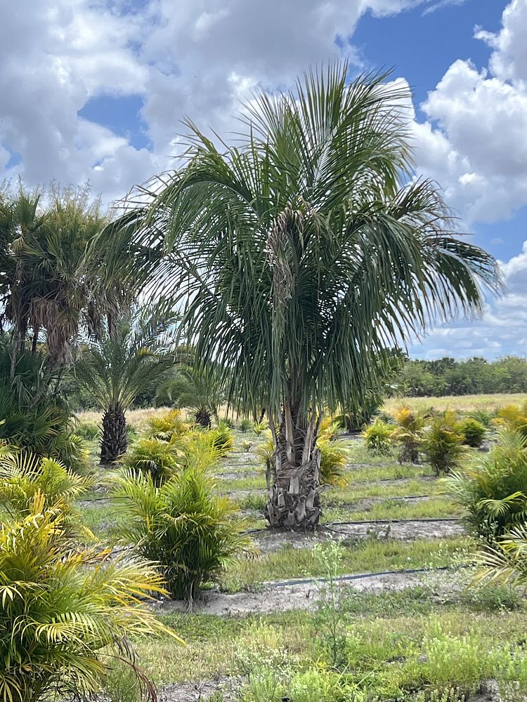 beccariophoenix-alfredii-high-plateau-coconut-palm-hardy-coconut-palm