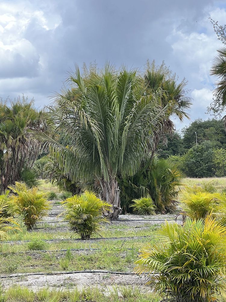 beccariophoenix-alfredii-high-plateau-coconut-palm-hardy-coconut-palm